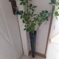 گل مصنوعی و گلدان|گل مصنوعی|شیراز, شیمی گیاه|دیوار