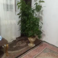 گل خانگی