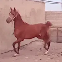 اسب نژاددار چستر، ۳ ساله، با برگه فدراسیون|اسب و تجهیزات اسب‌سواری|قم, انسجام|دیوار