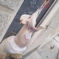 قصاب سیار ذبح گوسفند ، کهره و بره