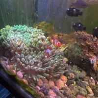 abshor ابشور اکواریوم