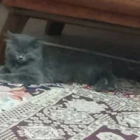 گربه اسکاتیش ۳ماهه