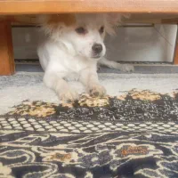 سگ پامر بومی نر هشت ماهه