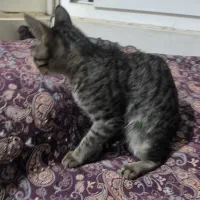 واگذاری گربه دی اس اچچهار ماهشه
