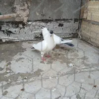 یاهو خوشرنگ آنی مهری قرع گویروغ|پرنده|سراب, |دیوار