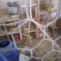 قفس و جفت کن کبوتر|لوازم جانبی حیوانات|ملایر, |دیوار