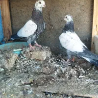 جوجه کبوتر پرشی