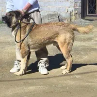 سگ توله نگهبان