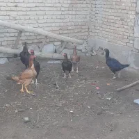 تخمه مرغ لاری ضمانتی|حیوانات مزرعه|میاندوآب, |دیوار