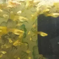 ماهی گوپی زیبا