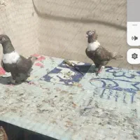 طوق سفید جفتش نر|پرنده|شیراز, ده پیاله|دیوار