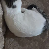 گربه گمشده/ گربه نر/ گربه زیبا|حیوانات|قم, شاه ابراهیم|دیوار