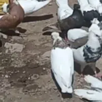 کبوترماده طوق طلایی اصل پاک وتعدادی کبوترطوق نقابی|پرنده|کرمانشاه, |دیوار