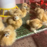 مرغ خروس جوجه ابریشمی کوپال بوف|حیوانات مزرعه|ورامین, شهرک فاطمیه|دیوار