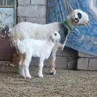 ۱راس میش روزگاری زائیده