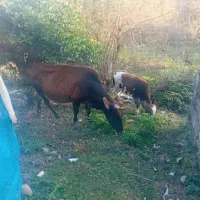 گاو چالوسی ب همراه گوساله