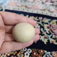سنگ الماس اسیاب