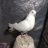 کفتر پرنده|پرنده|میانه, |دیوار