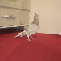 کبوتر پلاکی  مسافتی صحرای .قوره ای روشن|پرنده|سنندج, |دیوار