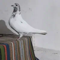 کبوتر ماده پرشی گرفتم