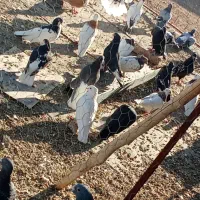 تعداد رنگی به فروش میرسد|پرنده|حسن آباد, |دیوار