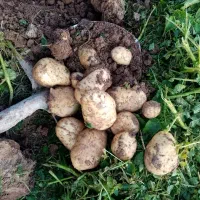 کارگر خانوم جهت جمع کردن سیب زمینی