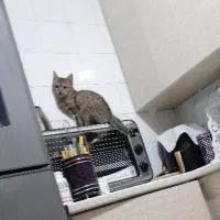 واگذاری دی اس اچ|گربه|سنندج, |دیوار