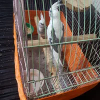 یک جفت عروس هلندی جوان آلبنو دوکت|پرنده|تهران, سازمان برنامه جنوبی|دیوار