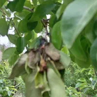 لوله آبیاری قطره ای