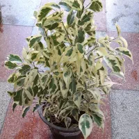 گل و گیاه|گل و گیاه طبیعی|اصفهان, فردوان|دیوار