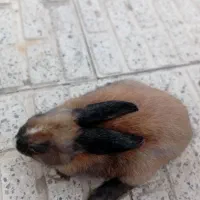 خرگوش|موش و خرگوش|کاشان, شریعتی|دیوار