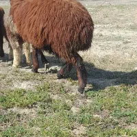 بره ماده|حیوانات مزرعه|مشهد, کلاته برفی|دیوار