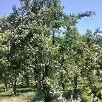 هرس کار درخت|خدمات باغبانی و درختکاری|شاهین دژ, |دیوار