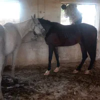 مادیان سفیدخالص داغ گردن