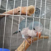 راهب آبی 3 ماهه