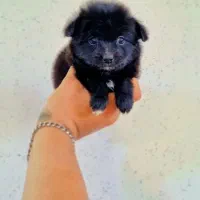 میکس پامر و اشپیتز عروسکی نر و ماده|سگ|اصفهان, پینارت|دیوار