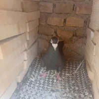 کفتر زاغ نر