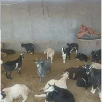 تعدادی بزغاله شیرکن