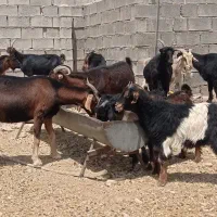 بز کهره دار ابستن