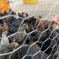 گلپایگانی مرغ و خروس