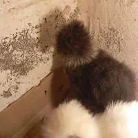 مرغ و جوجه ابریشمی