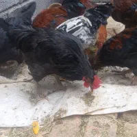 خروس محلی چاق در بردسیر