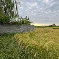 خانه محوطه باشالیزارسنتی/6600متری/80 متر بنای سالم|فروش زمین و ملک کلنگی|رشت, بلوار گیلان|دیوار