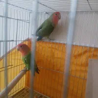 کوتوله اوبال صورت هلویی|پرنده|شاهین‌شهر, حافظ جنوبی|دیوار