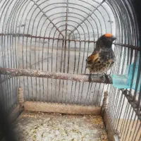 گلبسر نر عالی