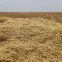 کاه گندم سفید