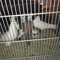 کبوتر همه رقم حراجی جمعه|پرنده|فردیس, شهرک شهید حسینی|دیوار