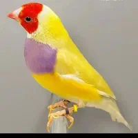 فنچ گلدین نر