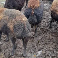 شیردوش مارک روان دوش