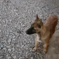 سگ ژرمن|سگ|زرند, |دیوار